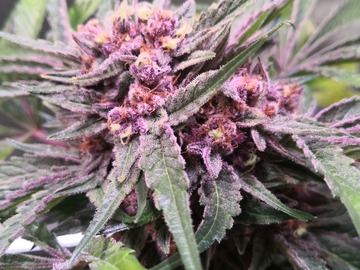 Venta: Purple Funk - High 5 Genetics