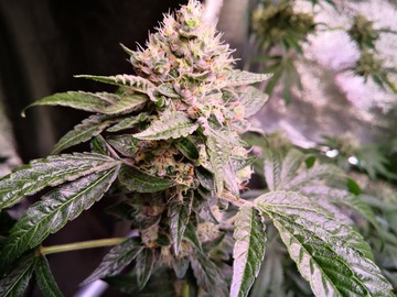 Venta: SPEX - High 5 Genetics