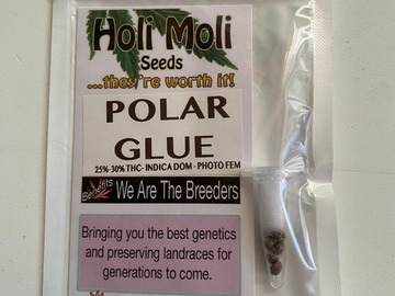 Sell: 6 FEMINIZED POLAR GLUE SEEDS