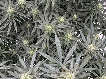 Vente: C.C's Blueberry Hashplant