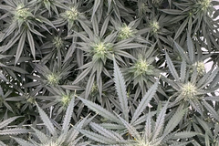 Vente: C.C's Blueberry Hashplant