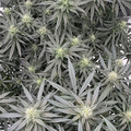 Vente: C.C's Blueberry Hashplant