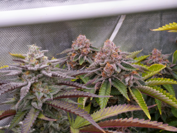 Venta: Strawberry Cream Cake x Bahama Berry 12+ Reg seeds