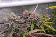 Vente: Strawberry Cream Cake x Bahama Berry 12+ Reg seeds