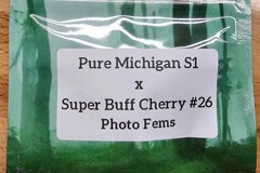 Vente: Pure Michigan S1 x Super Buff Cherry#26 - 10 Photo FEMS