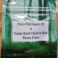 Vente: Pure Michigan S1 x Super Buff Cherry#26 - 10 Photo FEMS