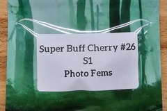 Vente: Super Buff Cherry #26 S1 - 10 Photo FEMS