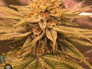 Vente: Prolific Coast - Slugger 10 regular seeds