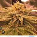 Vente: Prolific Coast - Slugger 10 regular seeds