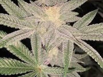 Vente: Prolific Coast - Wet Paint  10 regular seeds