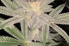 Vente: Prolific Coast - Wet Paint  10 regular seeds