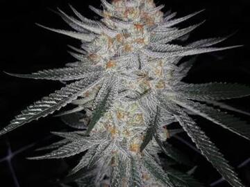 Venta: Prolific Coast - KSmorz   10 regular seeds