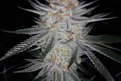 Vente: Prolific Coast - KSmorz   10 regular seeds