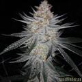 Vente: Prolific Coast - KSmorz   10 regular seeds