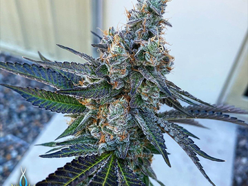 Vente: "RED POP"   EXOTIC GENETICS