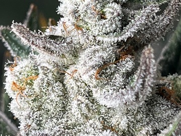 Vente: "WEDDING SUNSET "  SEED JUNKY GENETICS