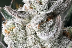 Sell: "WEDDING SUNSET "  SEED JUNKY GENETICS