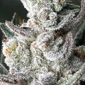 Sell: "WEDDING SUNSET "  SEED JUNKY GENETICS