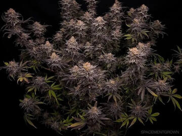 Venta: "PLATINUM  OREOZ '  IN HOUSE GENETICS