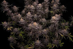 Venta: "PLATINUM  OREOZ '  IN HOUSE GENETICS