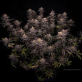 Vente: "PLATINUM  OREOZ '  IN HOUSE GENETICS