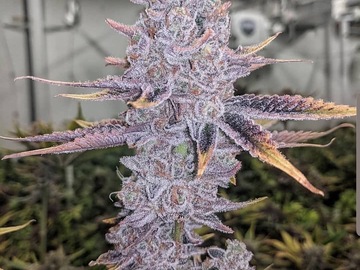 Vente: "OGKB V2.1 IX"  IN HOUSE GENETICS