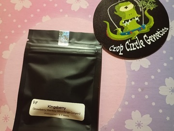 Sell: Kingsberry (Straw Monkey x King Canyon) Crop Circle