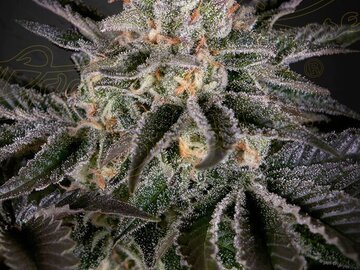 Venta: Greenhouse Seeds - Wonder Pie Feminized (2) count Promotional