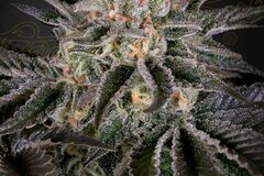 Venta: Greenhouse Seeds - Wonder Pie Feminized (2) count Promotional