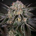 Vente: Greenhouse Seeds - Wonder Pie Feminized (2) count Promotional