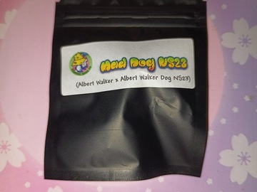 Sell: Mad Dog NS23  - Masonic Seed Co.