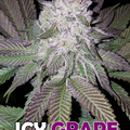 Sell: Icy Grape F2 - 3 pack