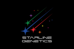 Venta: "PHANTOM "  STARLINE-GENETICS