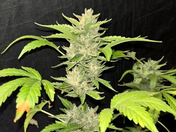 Venta: Night Owl's Popesicle x RDV Purple Scoops Feminized Autoflower