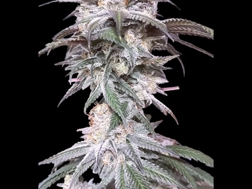 Vente: High Powered Mints F1  - 21 Regular Seeds