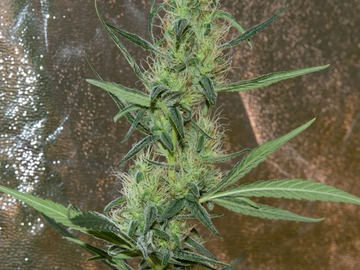 Venta: Silver Haze x NL#5