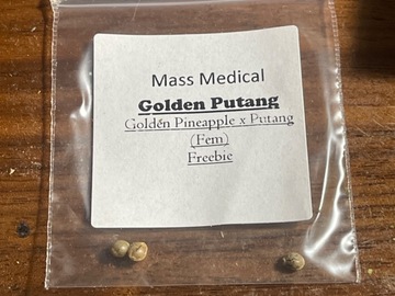 Sell: Mass Medical Golden Putang  Golden Pineapple x Putang