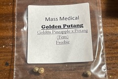 Vente: Mass Medical Golden Putang  Golden Pineapple x Putang