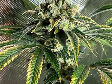 Vente: Bucks Sour Diesel IBL f3 - Buck nutz genetics