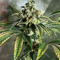 Vente: Bucks Sour Diesel IBL f3 - Buck nutz genetics