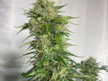 Sell: Chem Dawg x Bruce Banner Feminized Autoflower 50pack