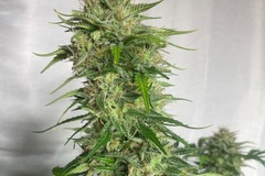 Vente: Chem Dawg x Bruce Banner Feminized Autoflower 50pack