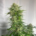 Vente: Chem Dawg x Bruce Banner Feminized Autoflower 50pack