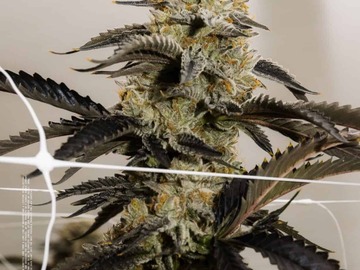 Sell: Papaya Bomb by Purple City Genetics x Grandi Guava by GrandiFlora