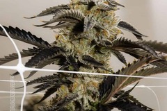 Vente: Papaya Bomb by Purple City Genetics x Grandi Guava by GrandiFlora