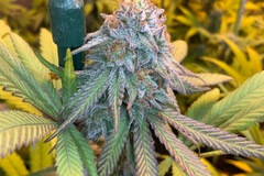 Vente: Antenna Purple Colombian AC Haze - Grape candy breeder cut