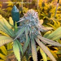 Vente: Antenna Purple Colombian AC Haze - Grape candy breeder cut