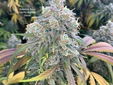 Vente: Antenna Sour Gorilla Bubble Haze - Cherry candy breeder cut