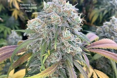 Venta: Antenna Sour Gorilla Bubble Haze - Cherry candy breeder cut