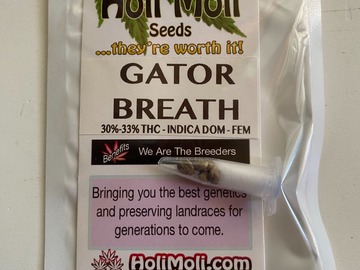 Sell: 6 FEMINIZED GATOR BREATH SEEDS